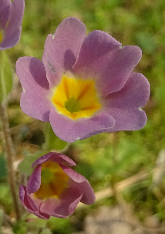 cultivar di P. vulgaris, Primula vulgaris e Primula veris